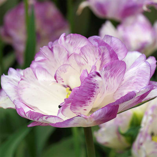 Tulpan 'Shirley Double'