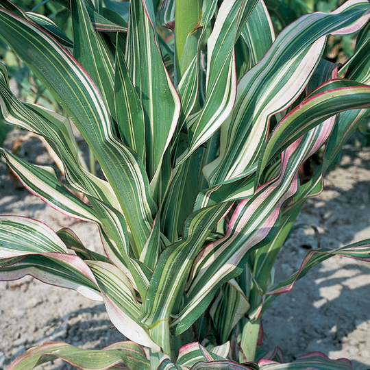 Prydnadsmajs 'Japonica'
