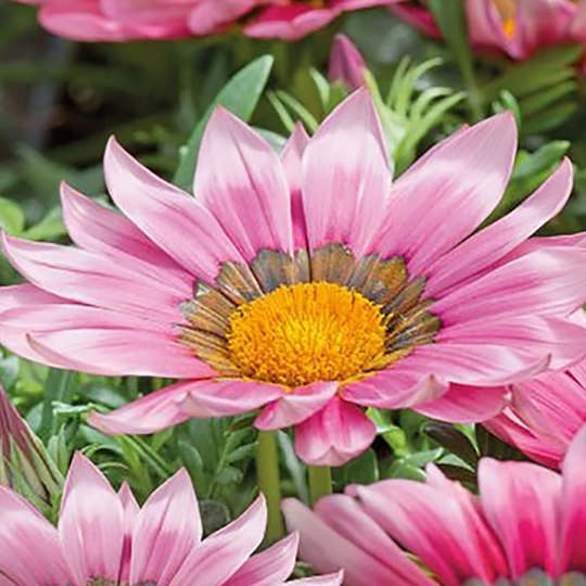 Gazania New Day & Pink Shade