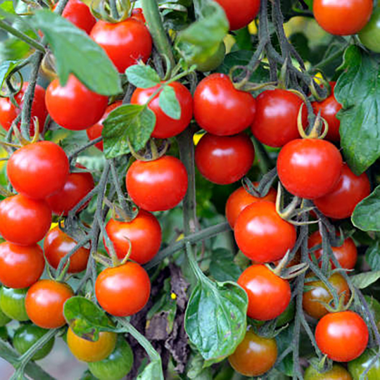 Tomatplanta Körsbärstomat 'Pink Charmer'