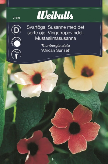 Weibulls Svartöga African Sunset