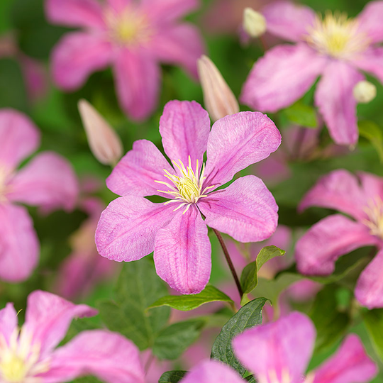 Klematis 'Comtesse de Bouchaud'