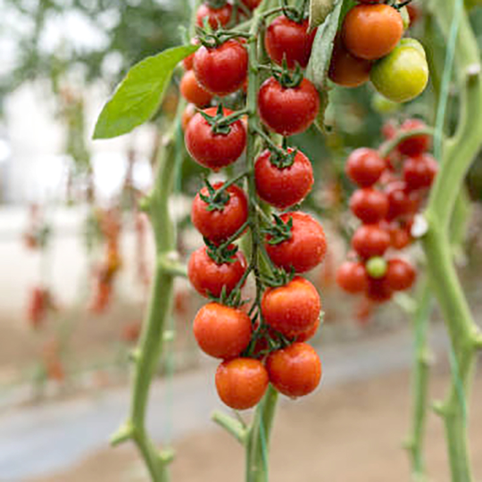 Tomatplanta Körsbärstomat 'Sugar Gloss'