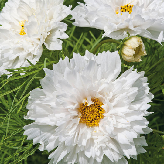 Rosenskära 'Double Dutch White'