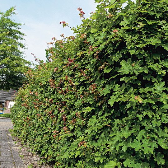Naverlönn 50-80 cm, 10-pack