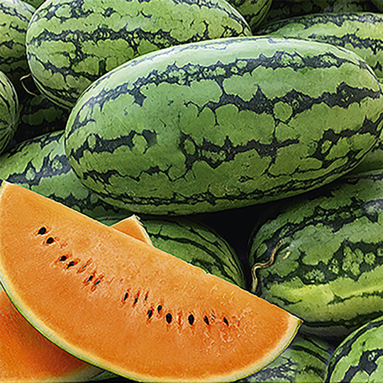 Vattenmelon 'Orangeglo'