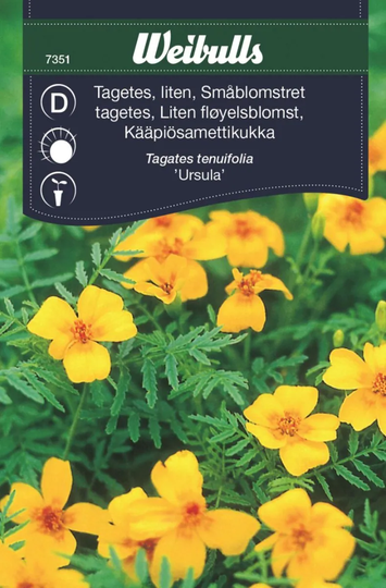 Weibulls Tagetes Liten Ursula
