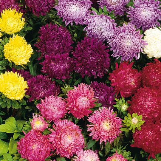 Sommaraster 'Milady' mix