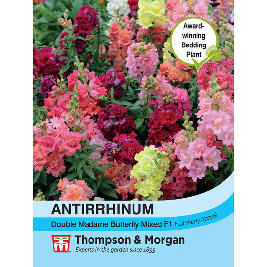 Lejongap 'Double Madame Butterfly Mix' F1