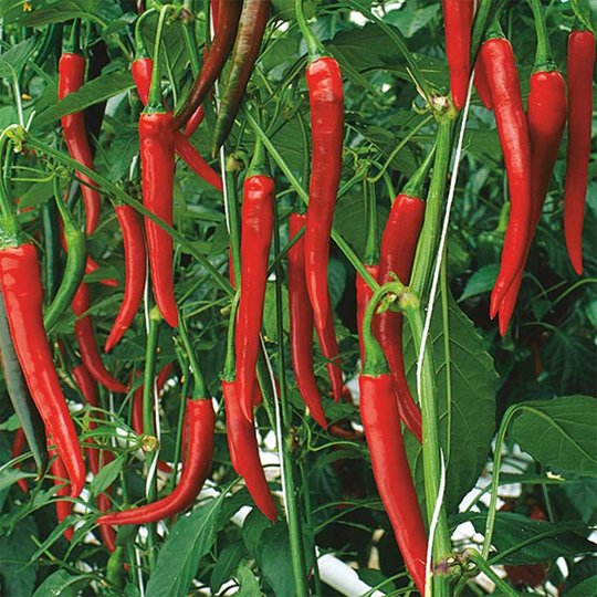 Chilipeppar 'Fireflame' F1