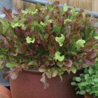 Sallat, Red & Green Salad Bowl, mix