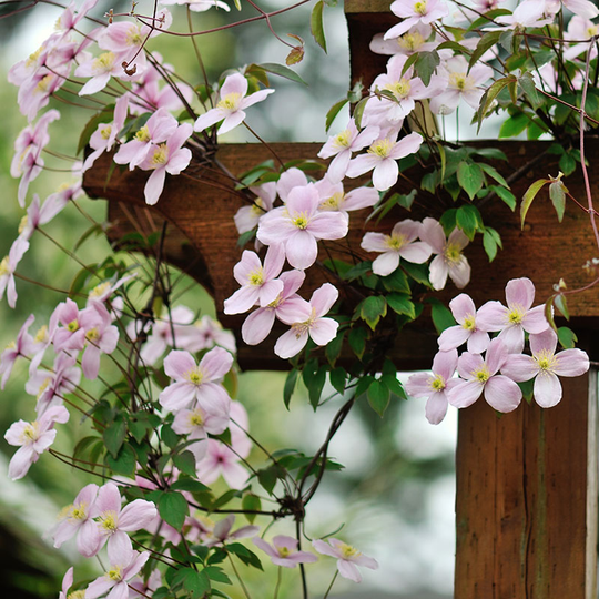 Bergklematis Clematis montana var. rubens