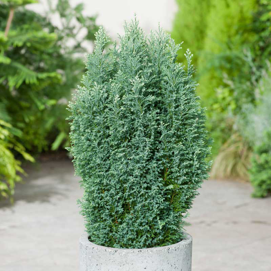 Ädelcypress 'Snow White', 1-pack
