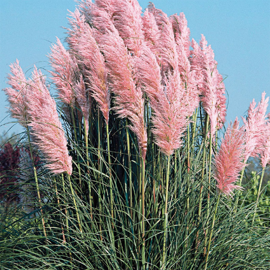 Pampasgräs 'Pampas Pink'