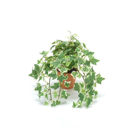Emerald Konstväxt Murgröna Grön/Vit Kruka 9cm