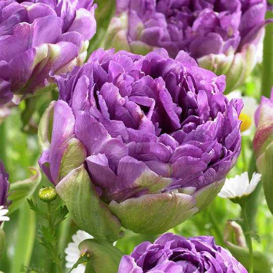 Tulpan 'Blue Wow'