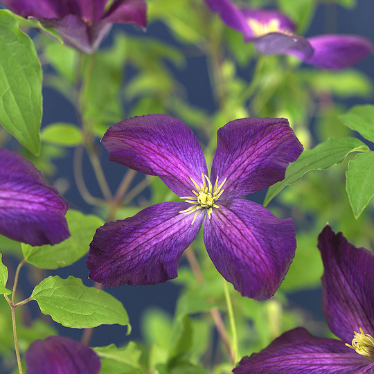 Klematis 'Jackmanii Purpurea'