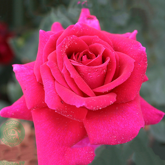 Ros 'Big Purple'