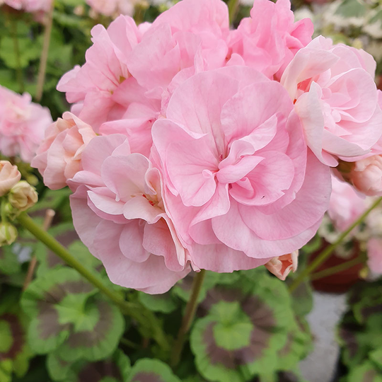Zonalpelargon 'Barbara Hines'
