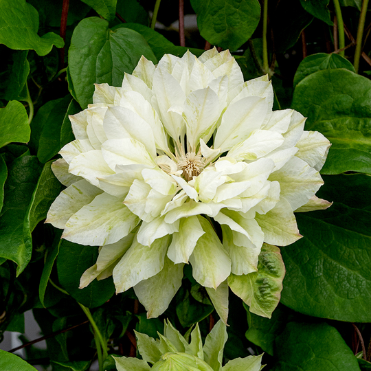 Klematis 'Yukiokosh'