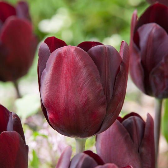 Tulpan 'Black Bean'