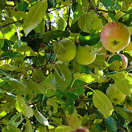 Ympris äpple 'Husmodern'