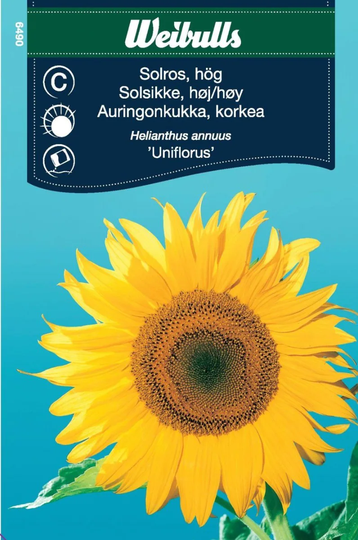 Weibulls Solros Hög Uniflorus