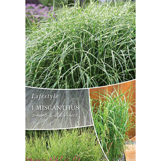 Zebragräs 'Zebrinus'