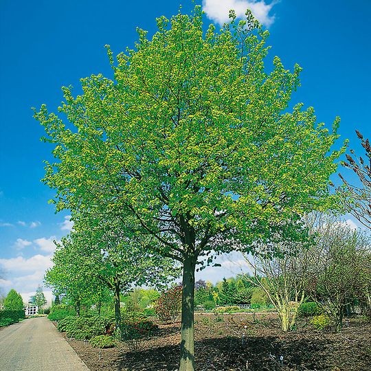 Skogslind, Tiliata cordata 'Greenspire'