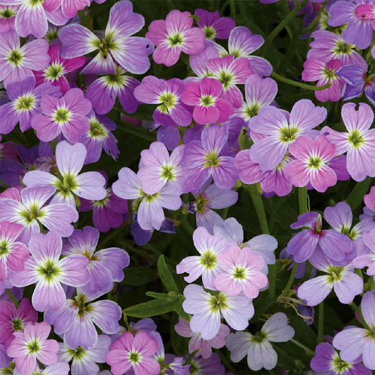 Strandlövkoja 'Spring Sparkle'
