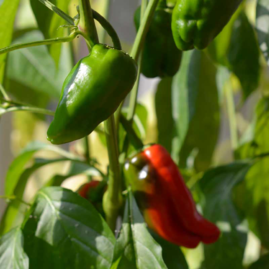 Chili Padron