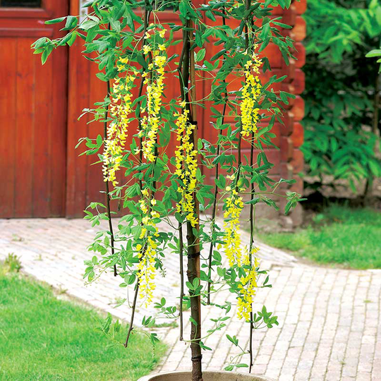 Alpgullregn 'Pendulum'