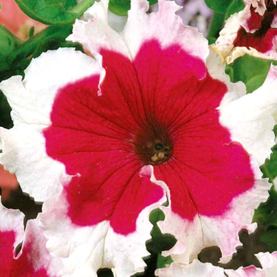 Doftpetunia Karkulka