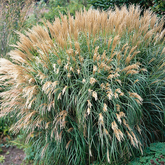 Glansmiskantus 'Yaku Jima', 2L