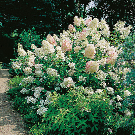 Syrenhortensia