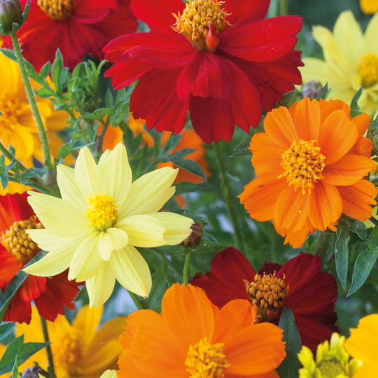 Rosenskära 'Brightness Mixed'