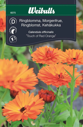 Weibulls Ringblomma Touch Of Orange