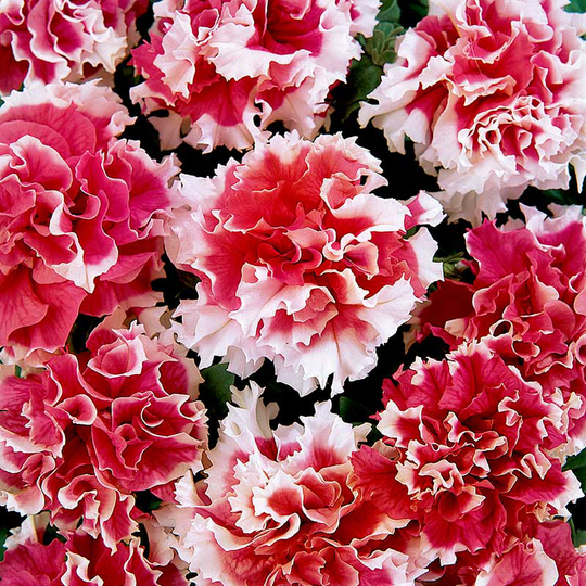 Petunia 'Duplika Red Picotee' F1