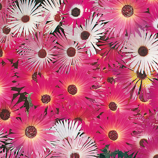 Doroteablomma 'African Dream'