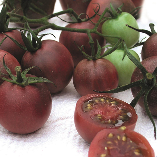 Tomat 'Black Cherry'
