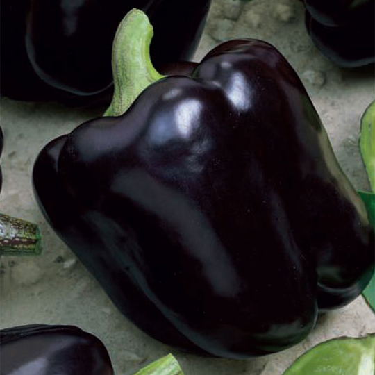 Paprika 'Andromeda'
