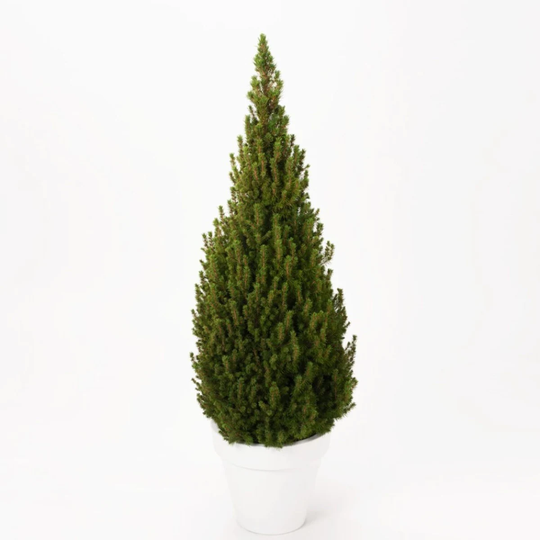 Goliat Vitgran @Plant Långsamt Perfecta