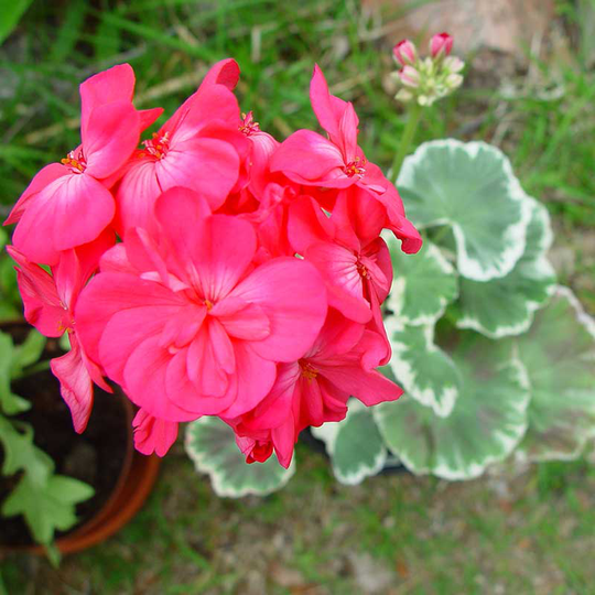 Zonalpelargon 'Catalina'