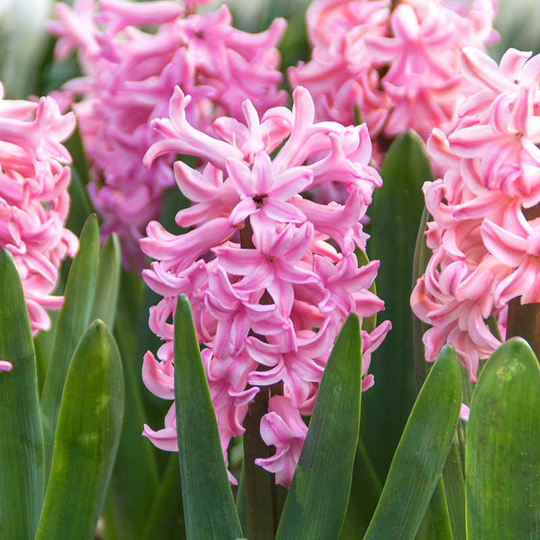 Hyacint ’Anna Marie’, julblommande