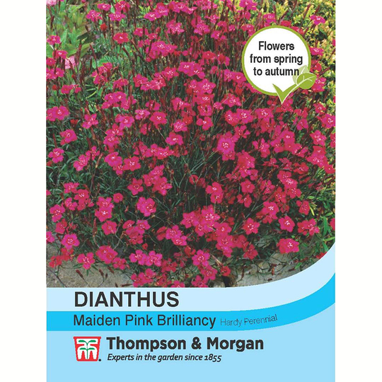 Backnejlika 'Maiden Pink Brilliancy'