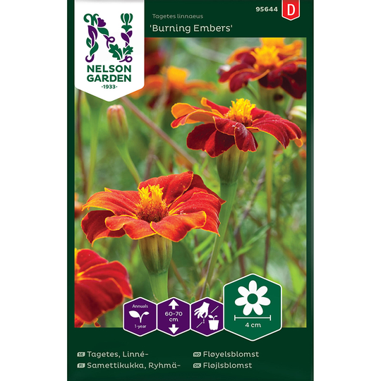 Linnétagetes 'Burning Embers'