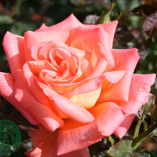 Ros 'Victor Borge'