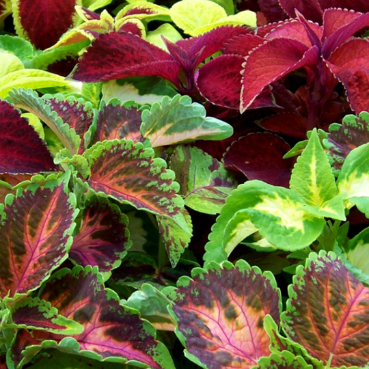Palettblad 'Rainbow Mix'