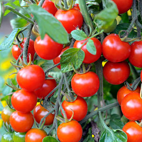 Tomatplanta Körsbärstomat 'Super Sweet'