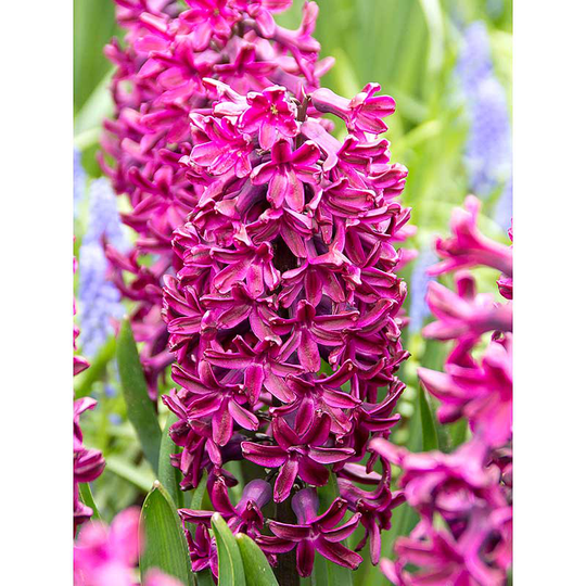 Hyacint 'Woodstock'